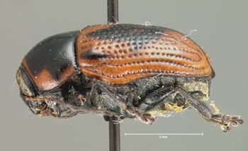 Media type: image; Entomology 9271   Aspect: habitus lateral view